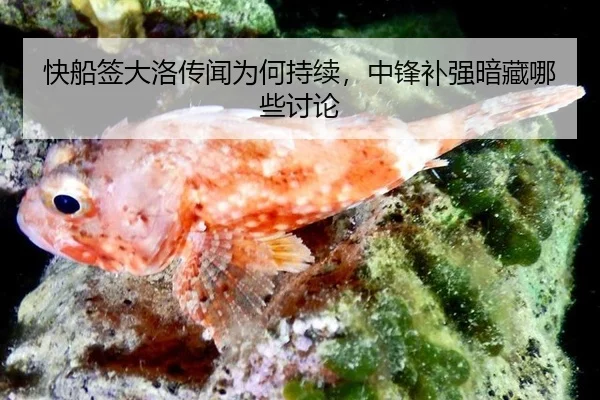 kuai-chuan-qian-da-luo-chuan-wen-wei-he-chi-xu-zhong-feng-bu-qiang-an-cang-na-xie-tao-lun-2-165.jpg